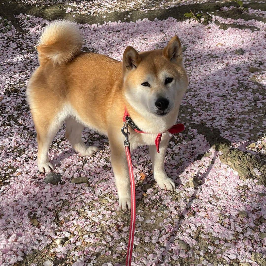柴犬小春さんのインスタグラム写真 - (柴犬小春Instagram)「桜終了ー🌸」4月10日 9時07分 - kohachannel