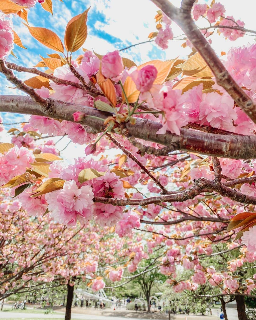 大矢真夕さんのインスタグラム写真 - (大矢真夕Instagram)「もうないと思ってたけど！ . . まだ桜を堪能する事ができました😊🌸 . . 八重桜✨ . . 少し寒かったけど 天気はとても良かったです😊 . . . .  #flowers #flower_daily #花 #花のある風景 #flower_perfection #flower_special_ #flowerlover  #桜🌸 #cherry #sakura🌸  #cherryblossom #お花見 #花見 #桜 #snapshot #🇯🇵 #ファインダー越しの世界 #ファインダー越しの私の世界 #写真部 #写真で伝えたい私の世界 #cooljapan #instagramjapan #photo_japan #photo_jpn #igersjp #lightroom #八重桜 #満開」4月10日 19時09分 - mayuohya