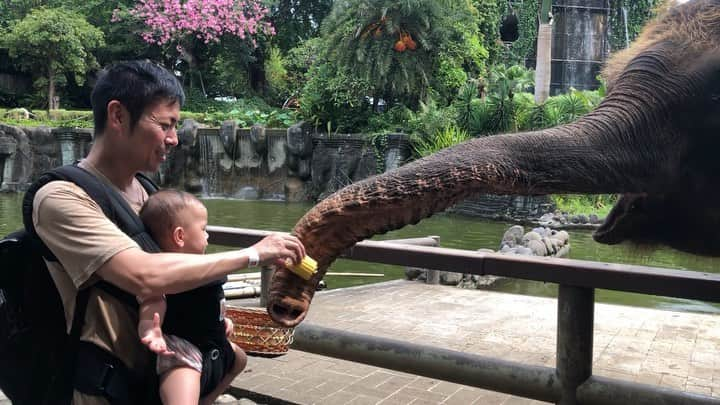 アキラ・コンチネンタル・フィーバーのインスタグラム：「BALI ZOO🐘👶  #bali #balizoo #zoo #elephant #gajah  #baby #babygirl #あかちゃんのいる生活 #バリ島」