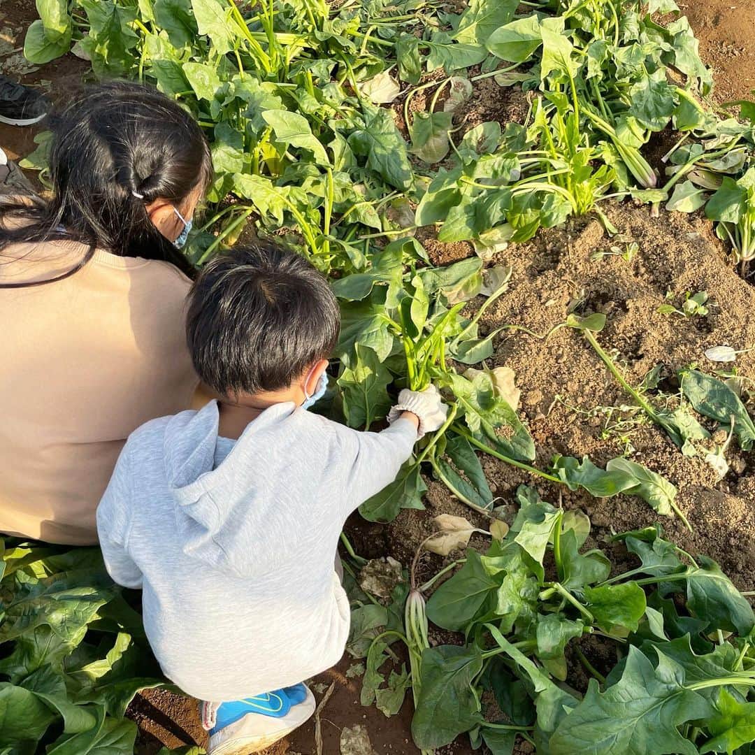 筧沙奈恵さんのインスタグラム写真 - (筧沙奈恵Instagram)「野菜の収穫🥬 ・ 先月行ったキャンプにて🏕THE FARM @thefarm_katori では、野菜の収穫体験ができます✨ ・ にんじん・ラディッシュ・ほうれん草を収獲🥕 ・ ラディッシュやほうれん草は意外と子供の力でも簡単に抜けましたが、にんじんを抜くのに一苦労💦 ・ 「野菜の収穫ってこんなに大変なんだ」と身をもって感じてもらえたかな😌 ・ 夕食のBBQで、早速採ったにんじんを輪切りにして焼いたり、採ったほうれん草をホタテと一緒にソテーしてみました。 ・ 子供たち2人とも、自分で採ったからか「おいしいー！」と食べてくれました👍野菜の収穫は楽しいし、食育にもなってかなりいい✨ ・ 敷地内には、アスレチックや天然の木のブランコもあって、自然を身近に感じながら遊べるところも魅力😍 ・ また行きたいなー✨GWにもキャンプを計画中です♪ ・ #キャンプ　#子連れキャンプ　#thefarmkatori #ザファーム　#野菜収穫　#2児ママ　#食育　#女の子ママ　#男の子ママ　#ファミキャン好きな人と繋がりたい #ファミキャン初心者 #ファミキャン部」4月10日 20時08分 - sanaekakei