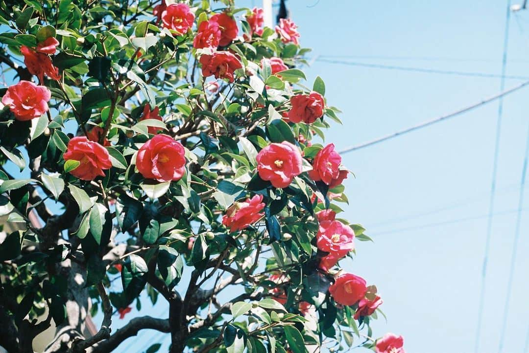 田島貴男さんのインスタグラム写真 - (田島貴男Instagram)「#フィルムカメラ #portra400  #nikon」4月10日 11時42分 - tajimatakao