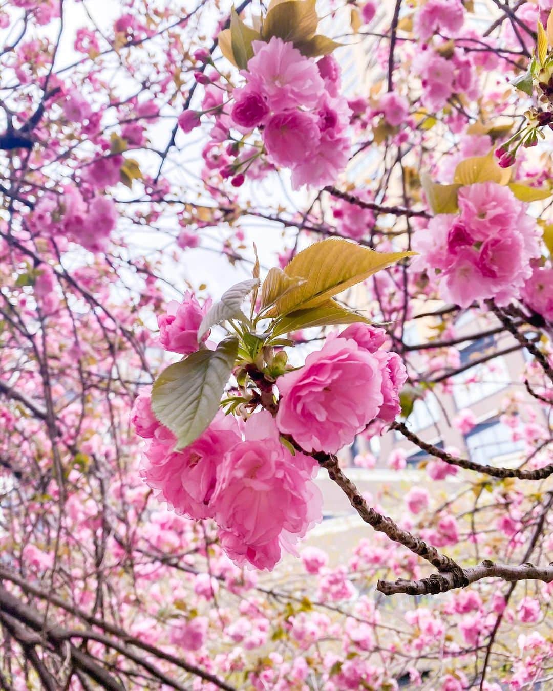 Yukariさんのインスタグラム写真 - (YukariInstagram)「💗 💗 💗 こんにちーずけーき🧀🧁♡⃛ 本日はマカえんLIVEで八王子へ~♪ やっと会えるはっとりさん😽← . この間はひとみんと中目黒にギリギリの 桜を見にサクッと行ってきた👩‍❤️‍👩🌸 マジでほぼ葉っぱでした🍃( ¯꒳¯ )ᐝ . でも唯一かわいく咲いてた八重桜？が あったからパシャリ👩🏼‍🤝‍👩🏽📸💕 来年はしっかり満開の時行きたいっ💨💨 . 桜の時期ってマジで一瞬で終わるから 特別感というか本当にすき🥰🙏🏽ww 全国回りたいまである…🗾🌸← . この日の写真もいろいろとあるから また少しずつ投下していきまーす🧸❤︎ ではではLIVEたのしむ~🎸🎤🎵 . . #中目黒  #中目黒桜  #目黒川  #目黒川の桜  #目黒川沿い  #目黒川桜まつり  #桜  #桜並木  #さくら🌸  #さくら  #八重桜  #お花見コーデ  #お花見デート  #お花見  #ぎゃう  #ぎゃる  #ギャル  #ギャルしか勝たん  #ビジョビ  #タビジョ  #ベージュコーデ  #淡色コーデ  #sakura  #nakameguro  #gal」4月10日 14時26分 - xxsonchanxx