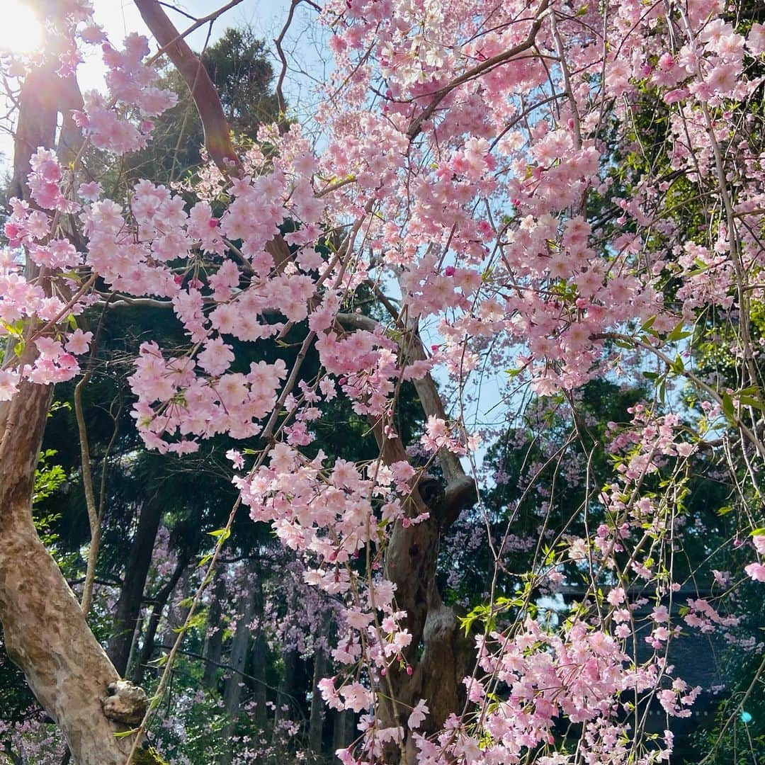 木村多江さんのインスタグラム写真 - (木村多江Instagram)「美しい自然の中 山登り。  登りはすれ違いの挨拶が ちょっと恥ずかしい。  でも下るときには 頂上に行けた高揚感のまま なぜか弾んで こんにちはぁ〜！  知らない誰かと つながったみたいで 嬉しくなっちゃう。  頂上まであとどれくらいですか？ なんて登りの人に話しかけられて また嬉しくなって 答えちゃう。  人とのつながりは むずかしいけど。  まずは こんにちは〜、でいいんだなぁ🌸  曇りでも 雪や雨でも 心には花が咲いてるといいな😊」4月10日 14時30分 - taekimura_official