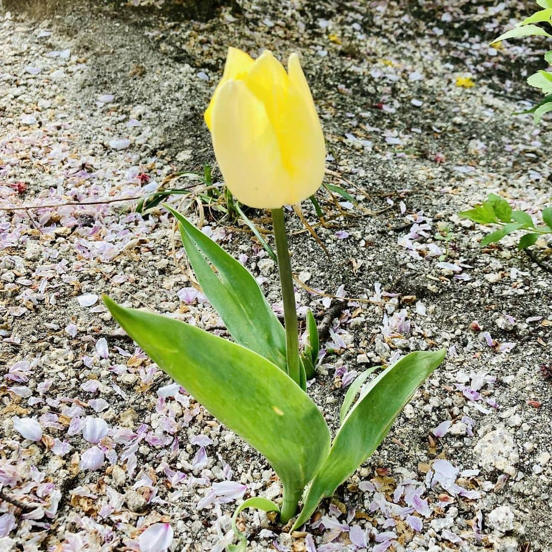 Stray Kidsさんのインスタグラム写真 - (Stray KidsInstagram)「활짝 핀 스테이 보고 옴🌸  #승스타그램」4月10日 20時42分 - realstraykids