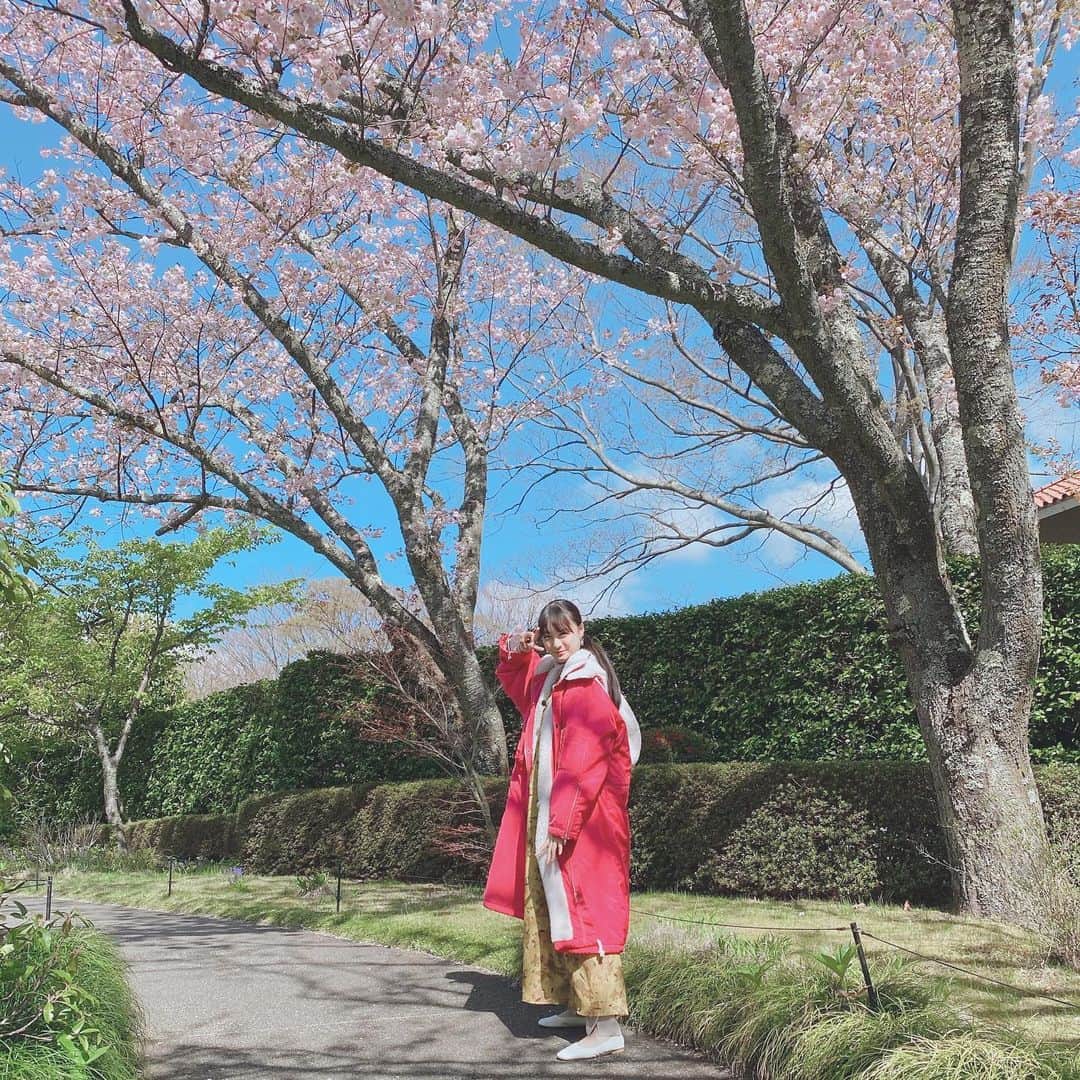 のインスタグラム：「本日、もしもツアーズと池上彰のニュースそうだったのか!!に出演します！ もしツアのオフショット。 箱根で桜を満喫してきました🌸」