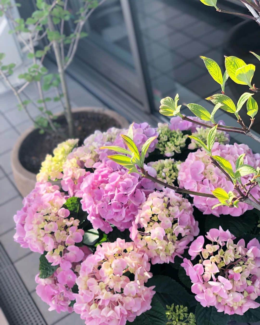 林香里さんのインスタグラム写真 - (林香里Instagram)「・ ・ 家にいる時間が多くなって前から気になってる 場所をちょこちょこ変えたり居心地良い 空間作り作業が楽しい♡ 何も置かずシンプルで殺風景だったテラスも 思い切ってグリーンを置いて空間チェンジ🌿🌈🌳 大好きな紫陽花も、、、💠  キッチンからの眺め💯  #myhome#terrace#gardeninglife」4月10日 16時42分 - kaori_hayashi1203