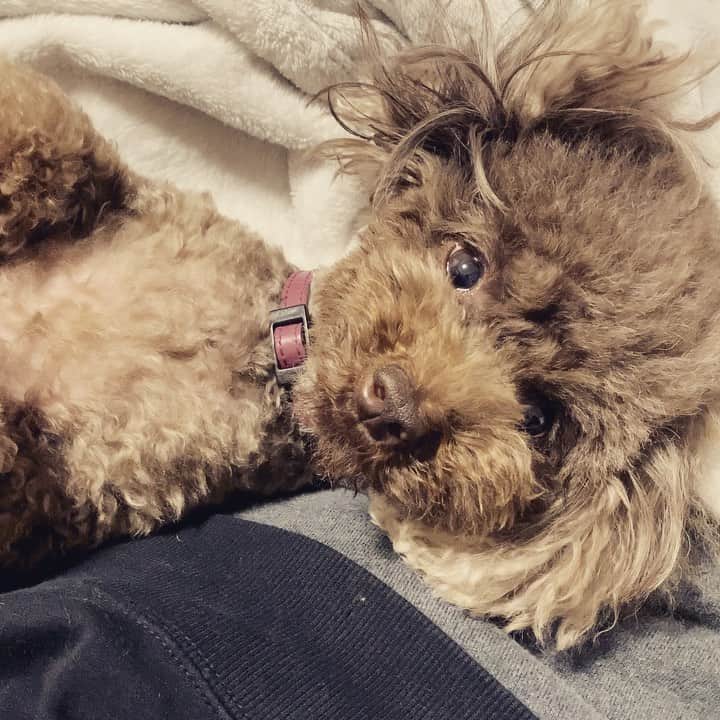 みちょママ（みちょぱ母）のインスタグラム：「足の上でカメラ目線🐶 かわいい❤️   #池田ぐみ」