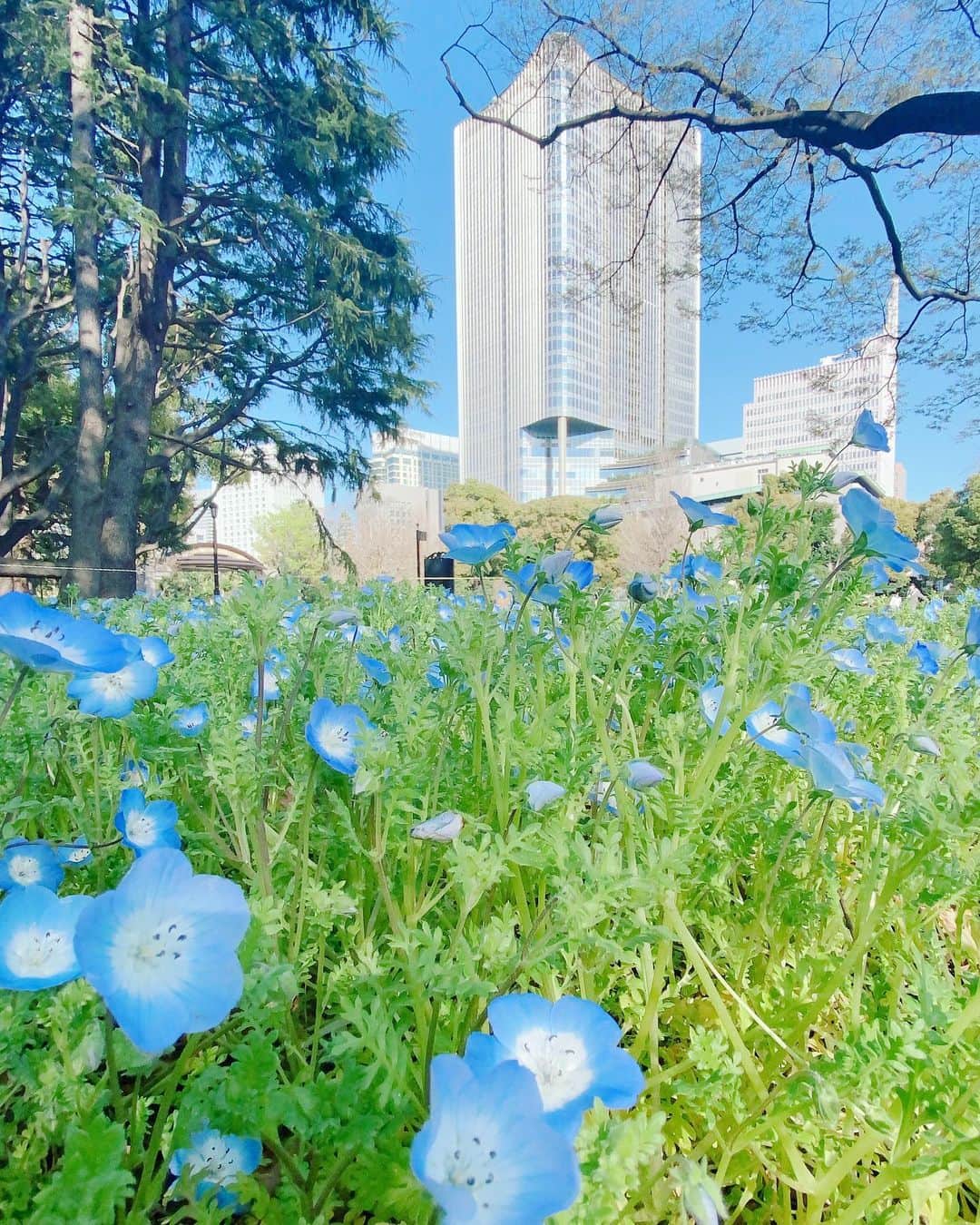 岩井七世のインスタグラム：「💙 花と陽射しで散歩がはかどる  #ネモフィラ」