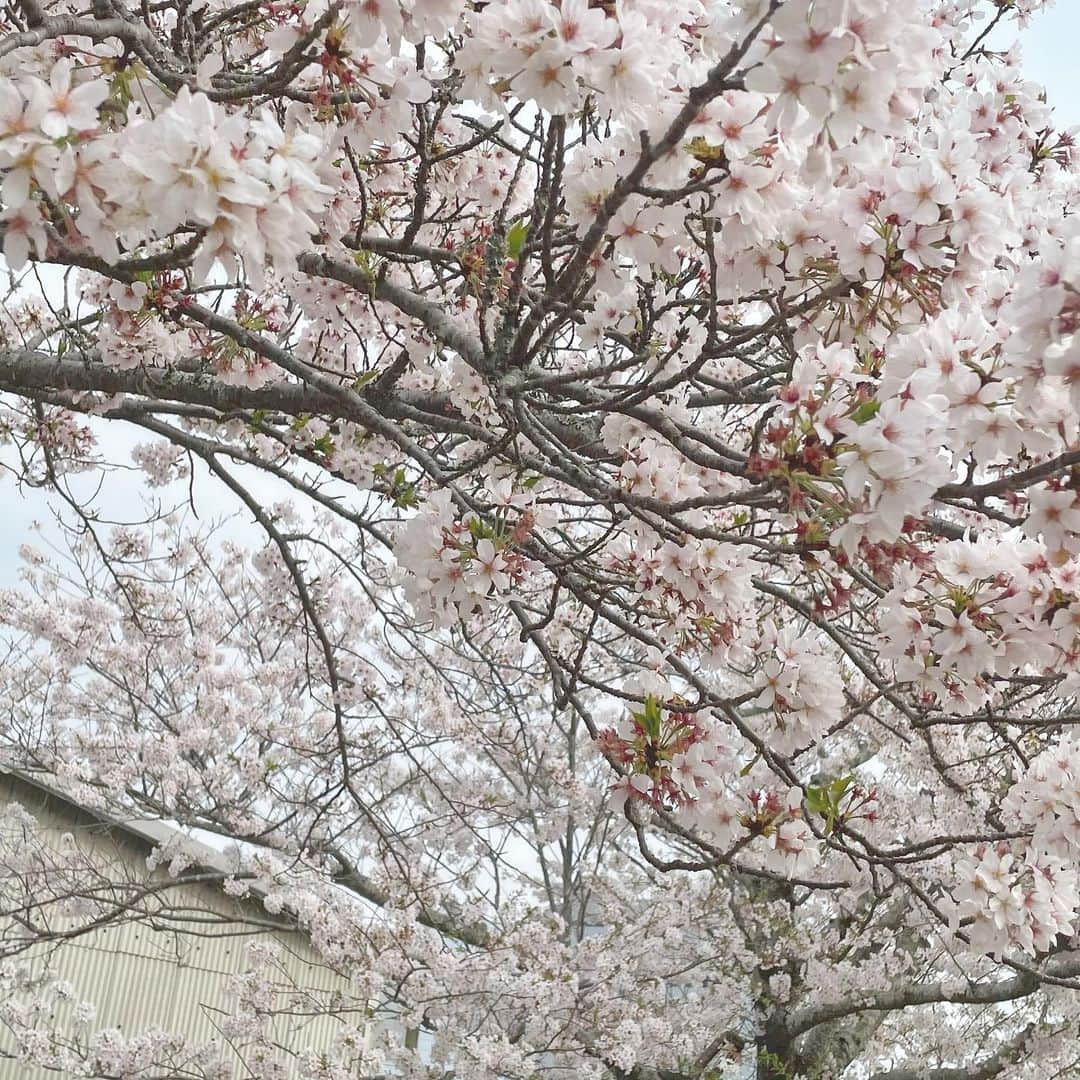 関谷瑠紀さんのインスタグラム写真 - (関谷瑠紀Instagram)「✎﻿ ﻿ だんだん桜の木も終わってきたけど、﻿ 素敵な写真だからあげちゃうね☺︎﻿ ﻿ はるっていいよね﻿ ﻿  #nicola #ニコラ #ニコモ #関谷瑠紀」4月10日 18時14分 - ruki_0808