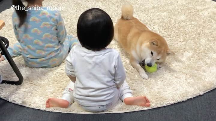 Moguのインスタグラム：「. 子分②が気まぐれで一瞬ボール投げしてくれたなの。 #近っ #そして今じゃない #もぐが需要と供給の関係教えてあげないとな . @the_shiba_mogu  #柴犬 #shibainu #shiba#赤柴 #redshiba#犬 #dog#しばいぬ#nannydog#犬と子供#子供と犬#柴犬と子供#柴#赤ちゃんと犬#犬と赤ちゃん#柴犬と赤ちゃん#赤ちゃんと柴犬#柴犬のいる暮らし#子守犬」