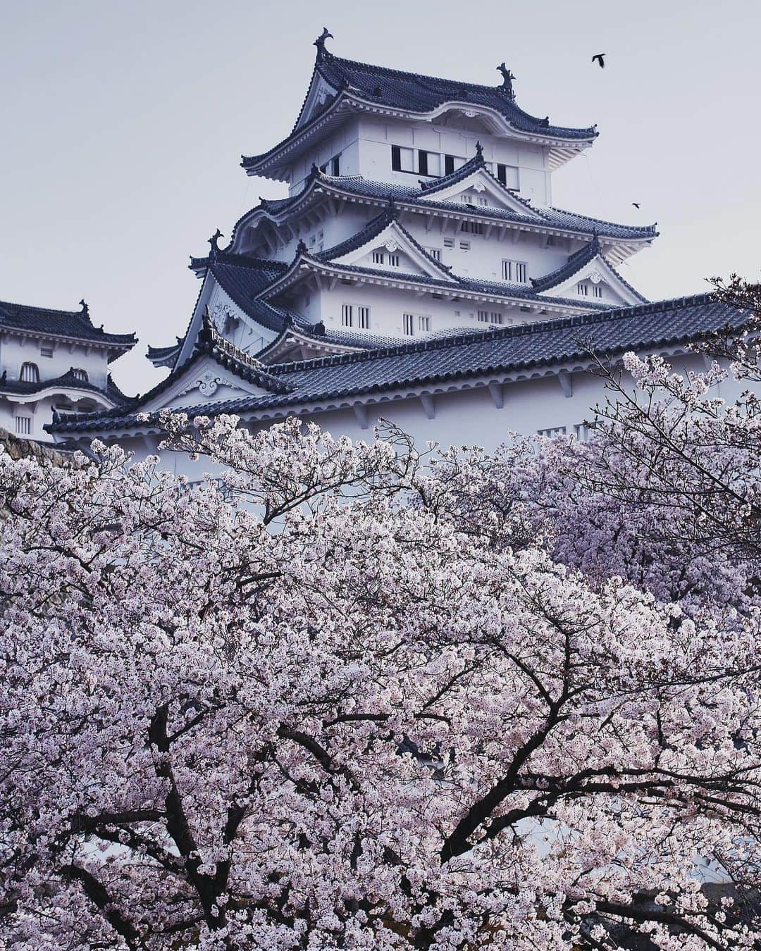 Najiiのインスタグラム：「Bloom - - 桜 - - #instagramjapan #tokyo_grapher  #tokyocameraclub #東京カメラ部 #mycanon #canonasia #lovers_nippon #pics_jp #visitjapanjp #unknownjapan #thediscoverer #sakura #cherrytree #blossom #桜 #eos #my_eos_photo  #himeji #姫路 #姫路城」