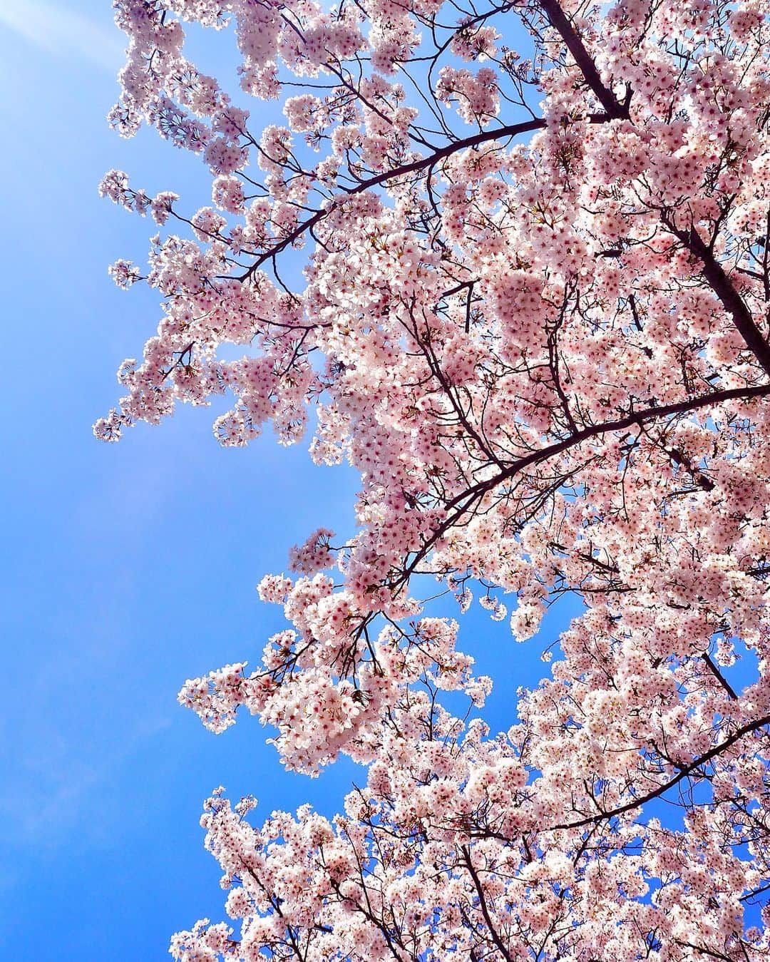 大寺かおりさんのインスタグラム写真 - (大寺かおりInstagram)「春らんまん🌸 今年もあっという間に過ぎた桜の季節。  儚いなぁ〜 それゆえに美しく心惹かれるのかなぁ。  ちょっと寄り道して マスクをしたまま 歩いて楽しんだ今年の桜。  来年はゆっくりのんびり 春の景色を楽しみたいと 願いを込めて🌸 . . . #桜 #さくら #サクラ #🌸 #目黒川 #神田川 #千鳥ヶ淵 #代々木公園 #sakura #春 #空 #日本の風景 #写真 #photo #photo_jpn #写真好き #美しい景色」4月10日 21時29分 - kaori_ootera