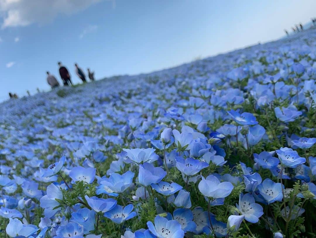 戸田れいさんのインスタグラム写真 - (戸田れいInstagram)「ネモフィラ美しすぎた💠 ・ ・ ・ #ネモフィラ#Nemophila#ひたち海浜公園」4月10日 22時25分 - rei_toda