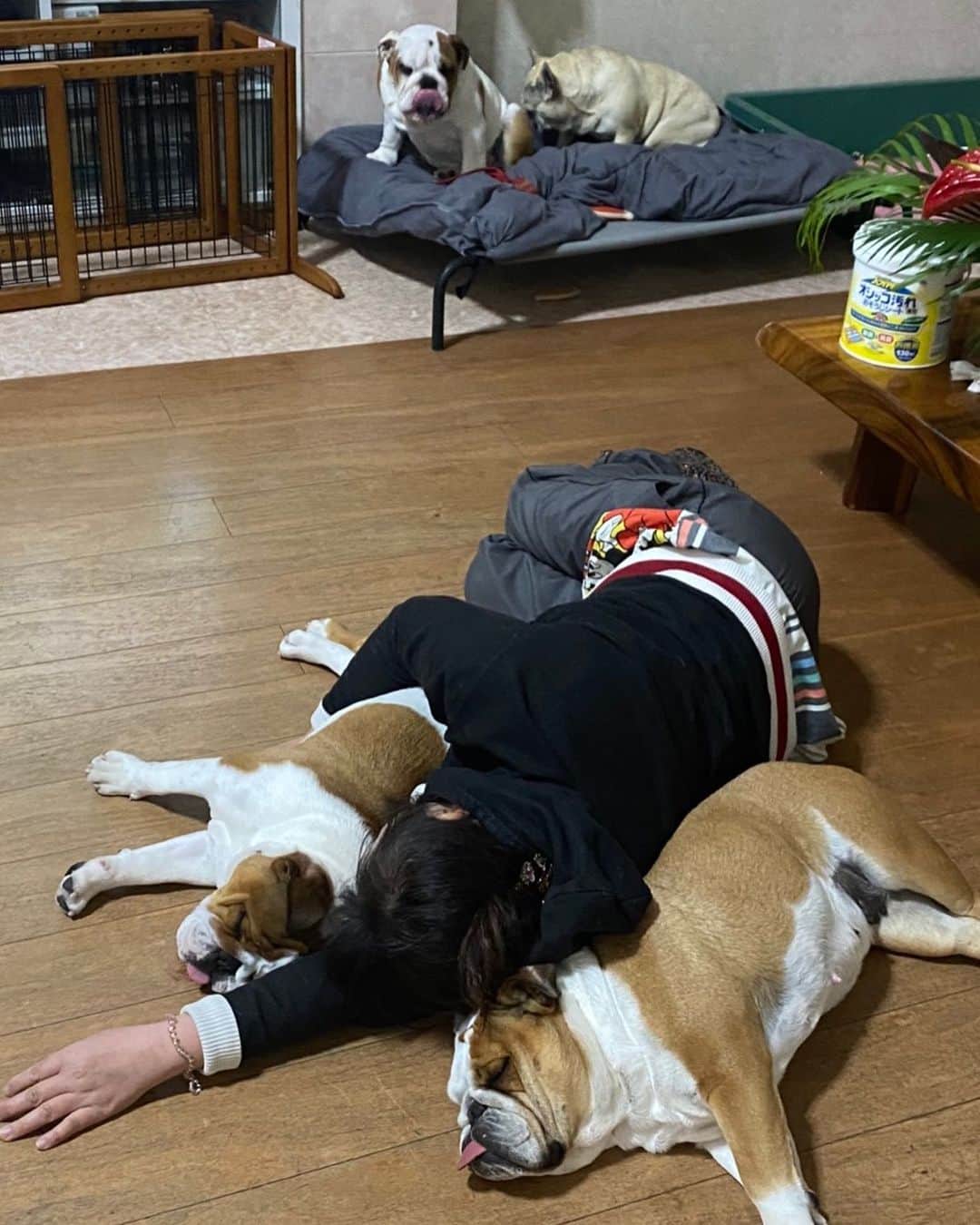 北斗晶さんのインスタグラム写真 - (北斗晶Instagram)「昨日の夜、リビングでくたばった私。  温かいと思ってたらそれは、梅ちゃんと鈴ちゃんのぬくもりのお陰だった🥰  有難い。有難い。  #花梅田鈴  #愛犬  #ペットのぬくもり」4月11日 8時56分 - hokutoakira_official