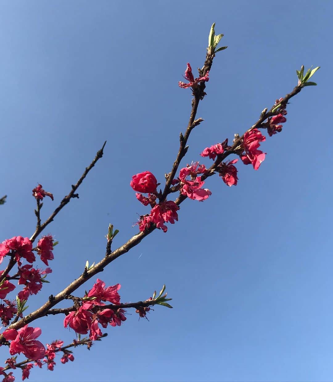 日比麻音子さんのインスタグラム写真 - (日比麻音子Instagram)「カメラロールの中の春を記録しておこう🌸  先日のCDTVライブライブ！ 久しぶりの中継でお邪魔させていただいたのは 吉高の大桜。  300年は超える樹齢で、 満開になるのは数日だけ。 遭遇できたら、奇跡なんですって☺️  そんな大桜と一緒に、 素晴らしい音楽をお届けできて、 その瞬間に立ち会うことができて、 感無量でした。 また泣いていました。笑  あっという間に季節は進みますが、 ゆっくりと楽しんでいきたいものです☺️  #CDTVライブライブ #森山直太朗 さん　いつもありがとうございます！ #TBS #日比麻音子」4月11日 10時33分 - hibi_maoko