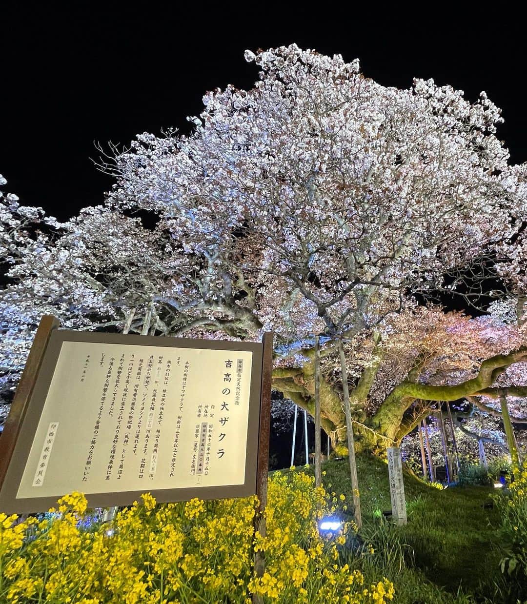 日比麻音子さんのインスタグラム写真 - (日比麻音子Instagram)「カメラロールの中の春を記録しておこう🌸  先日のCDTVライブライブ！ 久しぶりの中継でお邪魔させていただいたのは 吉高の大桜。  300年は超える樹齢で、 満開になるのは数日だけ。 遭遇できたら、奇跡なんですって☺️  そんな大桜と一緒に、 素晴らしい音楽をお届けできて、 その瞬間に立ち会うことができて、 感無量でした。 また泣いていました。笑  あっという間に季節は進みますが、 ゆっくりと楽しんでいきたいものです☺️  #CDTVライブライブ #森山直太朗 さん　いつもありがとうございます！ #TBS #日比麻音子」4月11日 10時33分 - hibi_maoko