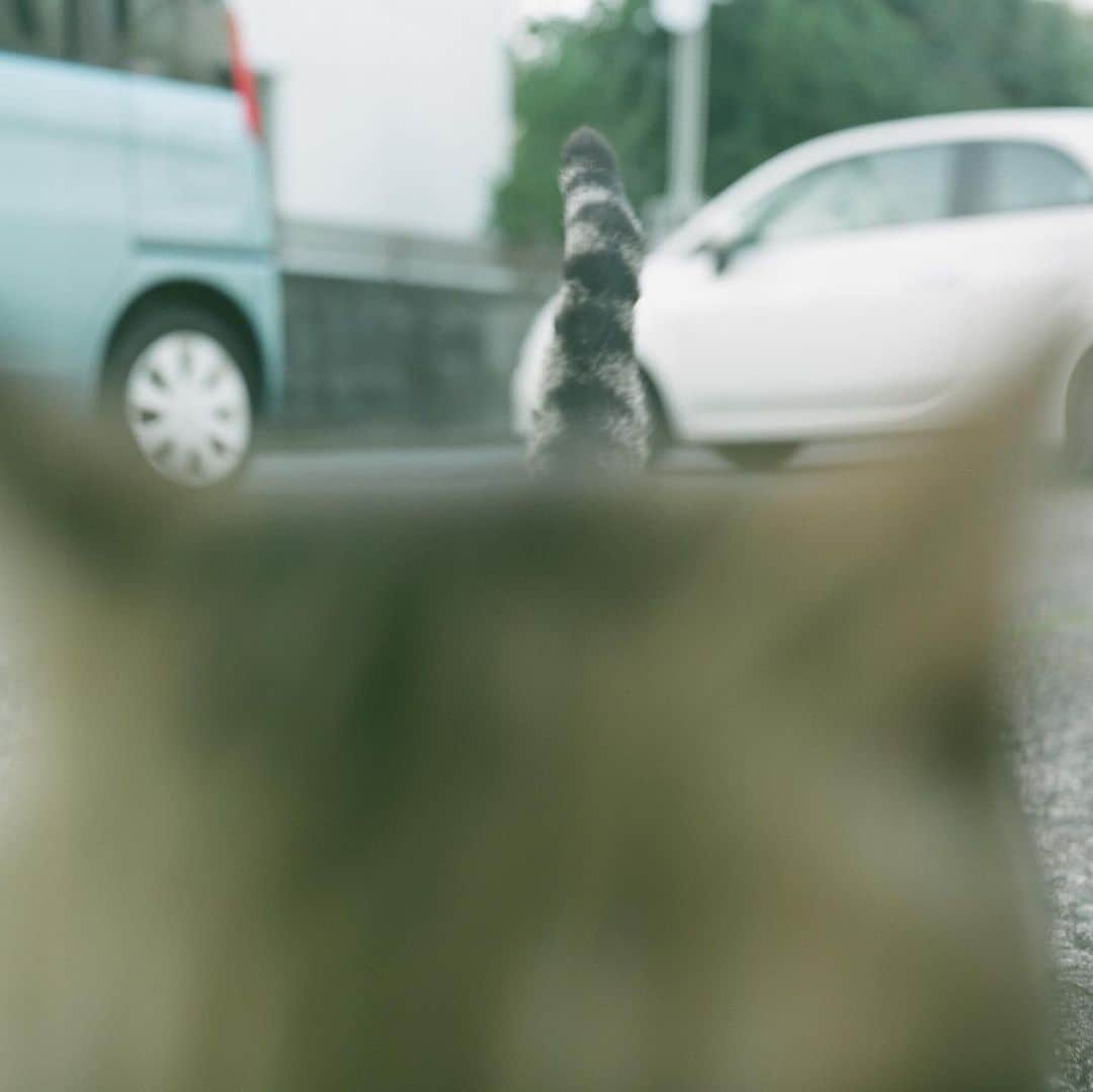 石井正則さんのインスタグラム写真 - (石井正則Instagram)「猫が来た🐱  #rolleicordⅣ  #filmcamera #filmphotography  #cat」4月11日 11時46分 - masanori_ishii_filmcamera