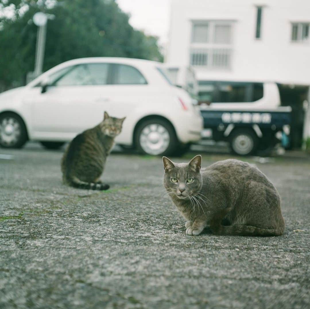 石井正則さんのインスタグラム写真 - (石井正則Instagram)「猫が来た🐱  #rolleicordⅣ  #filmcamera #filmphotography  #cat」4月11日 11時46分 - masanori_ishii_filmcamera