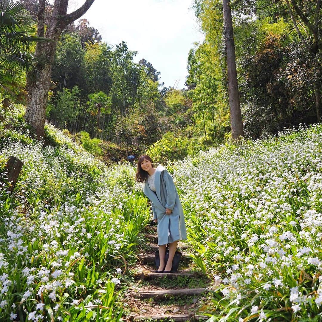 小野澤玲奈のインスタグラム：「今週も緑がきれいシリーズ🍃  １月の予約を延期にして 楽しみにしていた東府やさん♨️ @tofuya_resortandspa_izu   敷地をお散歩してたら アヤメの花がぽつぽつと見え始めて 辿っていくと… 驚くほど群生するお花！！  シャガというお花だそうです☺️  束の間の時間でしたが もりもり食べて お湯にじっくり浸かり 健康に太って帰ってきた☺️☺️♨️  #ふらっと一泊 #伊豆旅行  #伊豆市 #もうすぐオリンピック  #東府や #♨️  #アヤメ #シャガ #お花畑  #ご褒美旅 #また働こう」