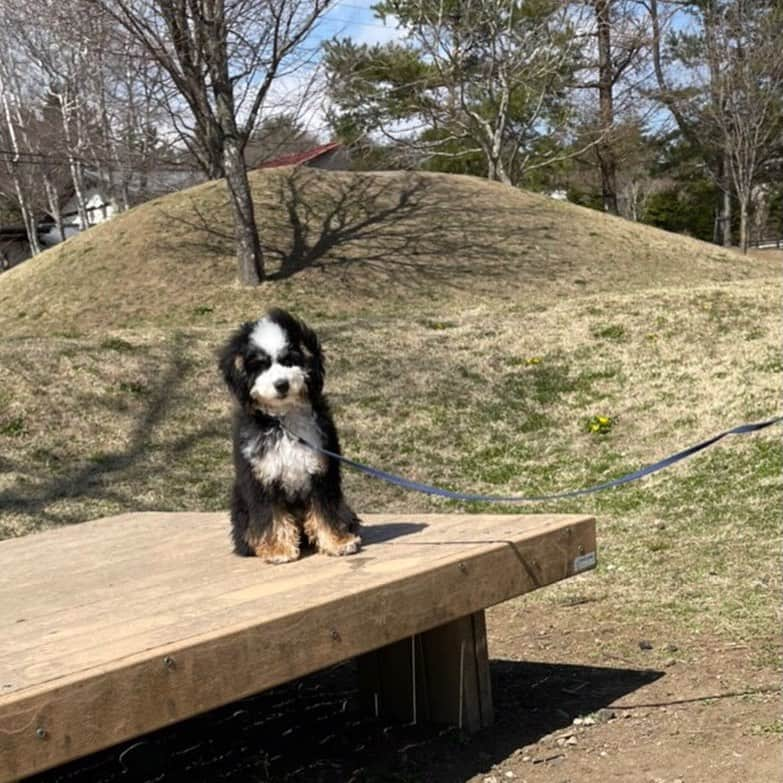 高橋幸宏のインスタグラム：「今日は暖かい感じがして、近くの公園に、ワクチン後の時間も取れたんで、散歩デビューしました。 風は冷たかったけれど、パパンは結構ヨロヨロ。 でも、色々連れて歩いてくれました。 今度はみんなの写真UPしたいんだ。 パスキャルから、、、 #pascal  #park  #おさんぽ」