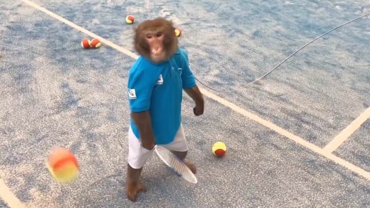 吉崎仁康のインスタグラム：「テニスをする猿くんの誕生から4年、コロナの拡大によりしばらく活動が止まっていましたが、また猿くんたちの活躍に期待です！東京オリンピックに向けてもスポーツの魅力を伝えてくれそうですね♪ 「世界初！テニスをする猿」youtube動画のURLはプロフィール欄から♪ #テニスをする猿 #monkeytennis #吉崎仁康 #テニス #monkey」
