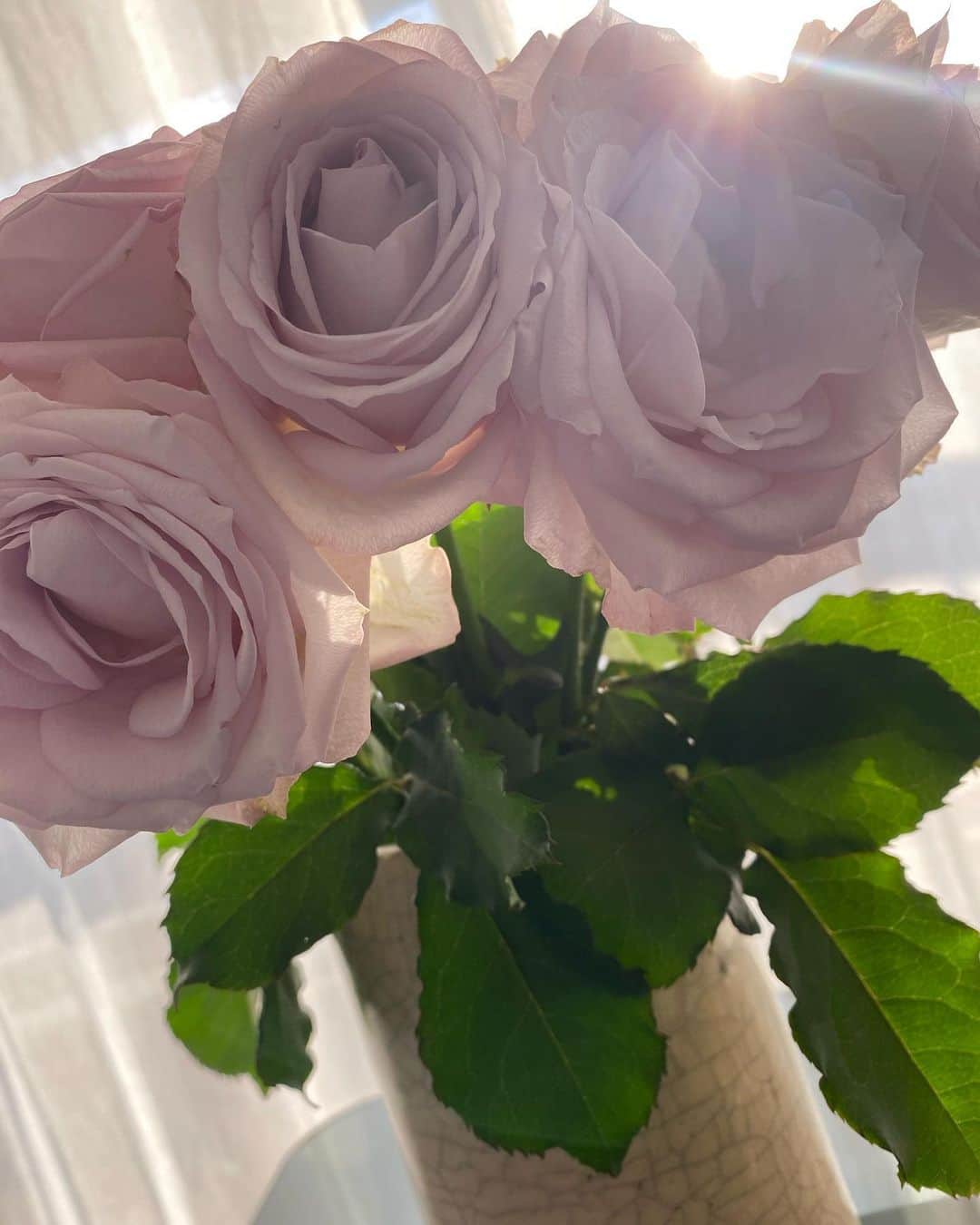 のインスタグラム：「🥀😘 #rose#sunday#sunnyday」