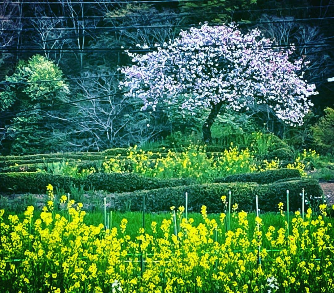 岩下尚史さんのインスタグラム写真 - (岩下尚史Instagram)「. お向こうの吉野さんの畑の遅櫻と菜の花。 . これで背景を塗り潰し、網を除いたなら、浄るり所作事の舞䑓面。 . 春風に蝶の舞う奥多摩峡谷は、晴れても花冷えが續きます。 . #青梅市 .」4月11日 17時01分 - iwashita_hisafumi