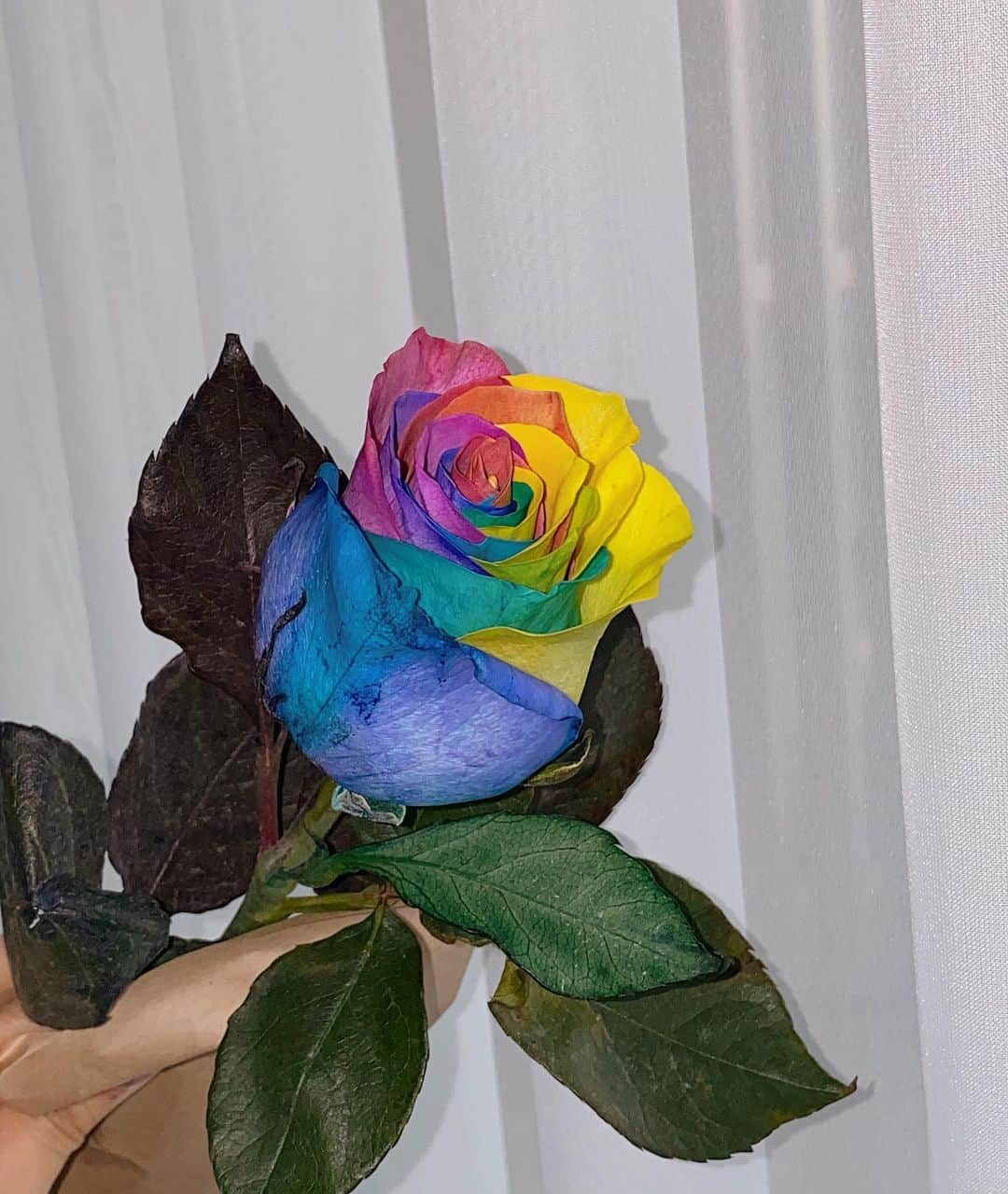 薬丸玲美さんのインスタグラム写真 - (薬丸玲美Instagram)「綺麗なrainbowカラーの薔薇🌹 . . . 素敵❣️ . . .  National Siblings Dayだったらしいので 妹とのツーショットもおまけ🌈」4月11日 18時18分 - remi_yakumaru