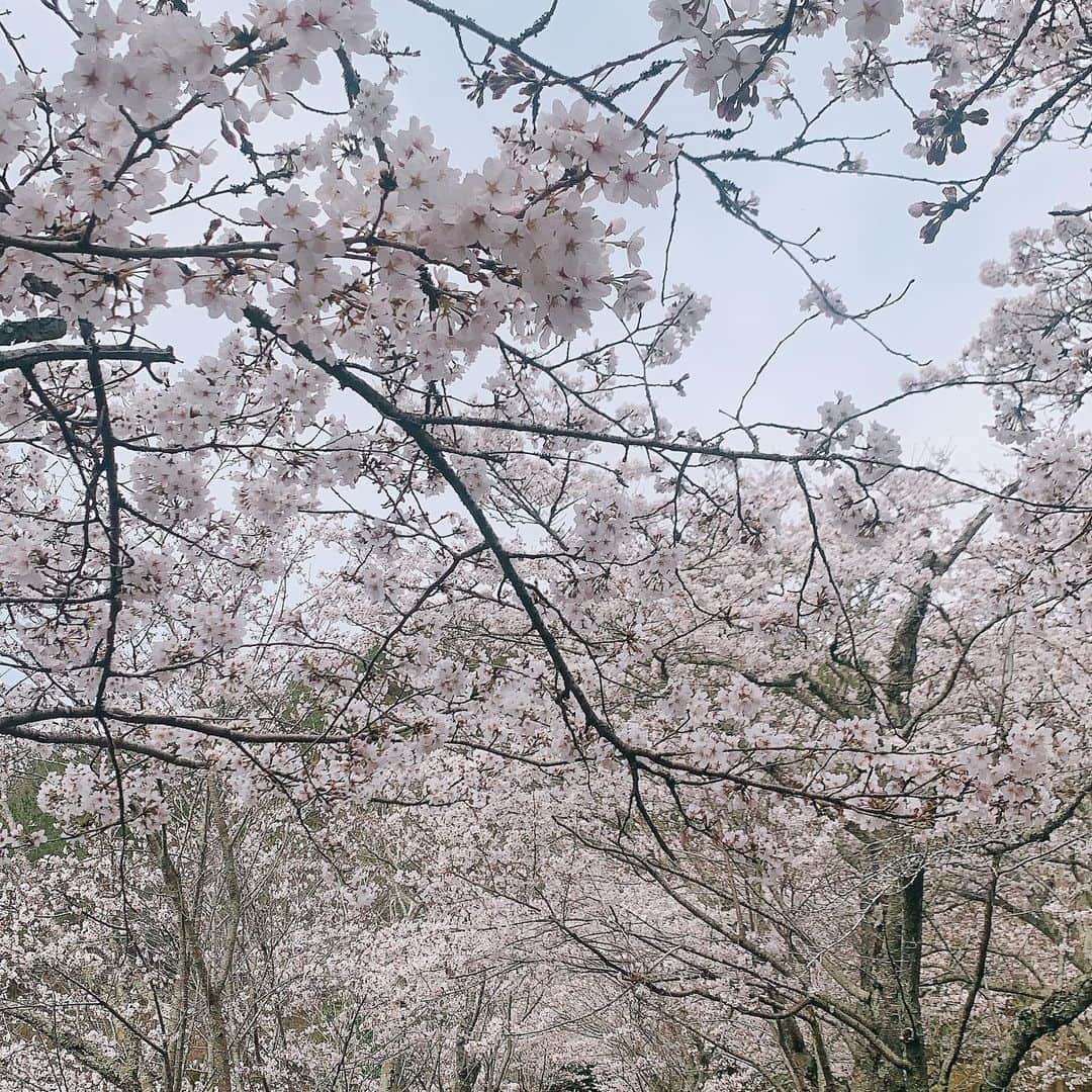 小原春香のインスタグラム：「#桜 #トンネル」