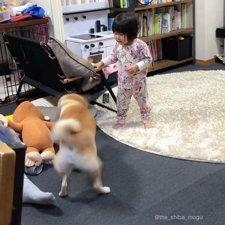 Moguのインスタグラム：「. 子分②がアンパンチを覚えてしまったなの。 #ちょっと違う #しかもジョージの件チクらなくていいから #やれやれ #パンチはいけないことも教えないとな #あともぐのおもちゃポイもやめようか #増えるもぐの仕事 👶もぐちゃんアンパンチ。あ、もぐちゃんが噛んだ。ジョージを噛んだ。もぐちゃんが(おもちゃを)くださいって言ってる。 👶Ah! Mogu chan bit. She bit George. Mogu chan wants a toy. . @the_shiba_mogu  #柴犬 #shibainu #shiba#赤柴 #redshiba#犬 #dog#しばいぬ#nannydog#犬と子供#子供と犬#柴犬と子供#柴#赤ちゃんと犬#犬と赤ちゃん#柴犬と赤ちゃん#赤ちゃんと柴犬#柴犬のいる暮らし#子守犬」