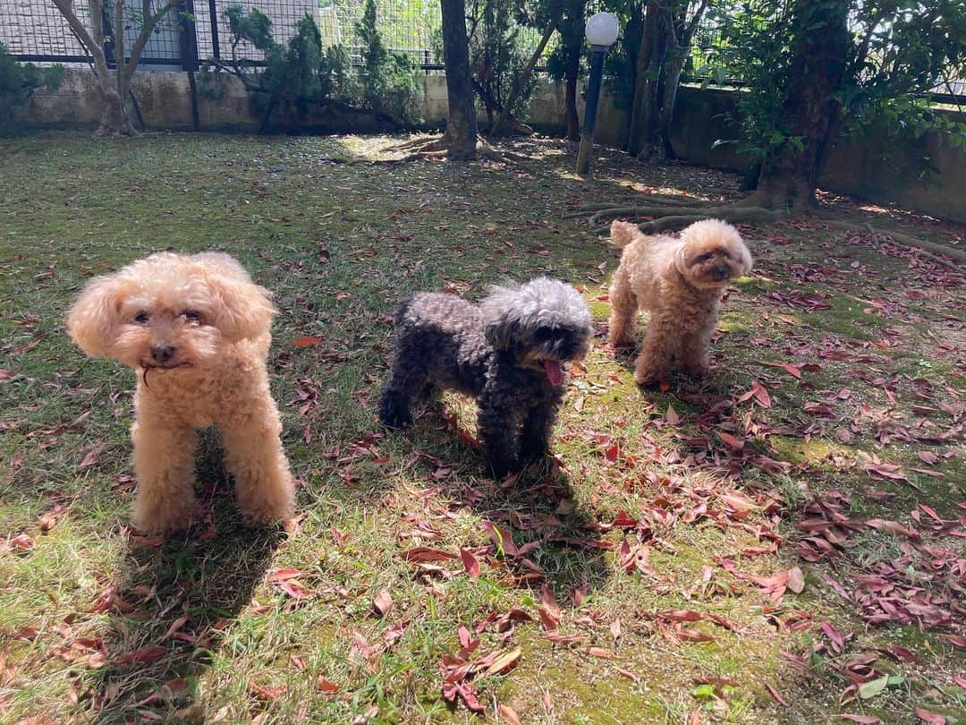 のインスタグラム：「#SUNDAY 愛する娘たちと癒しの時間♡ #MAXLINA #犬のいる生活 #いぬすたぐらむ」