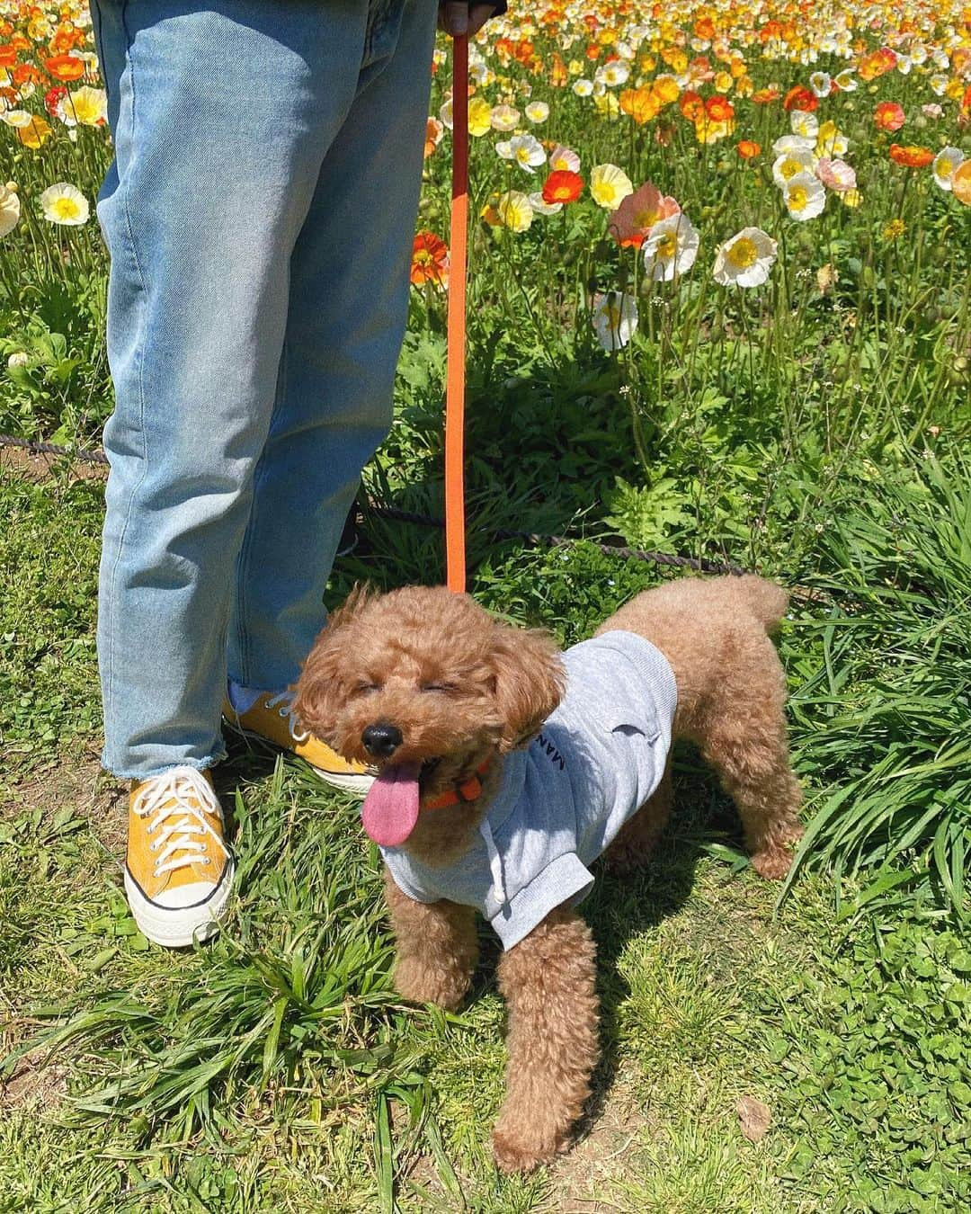 岩渕加恵さんのインスタグラム写真 - (岩渕加恵Instagram)「お さ ん ぽ ぴ 〜 🌼 昨日のお散歩day🐾 ＆お花のポピーとかけてみました😗☝️ （ダジャレでっす💕💕笑）  カラフルなポピーが可愛かった〜🌈🌈🌈  ほんで、ほんで、 ４枚目のポテト丸がまた愛おしいっ😂💭  癒しの週末、、はっぴ〜🐶🌿💖  #夫婦 #お散歩日和 #ポピー #カラフルコーデ」4月11日 21時08分 - kae0113