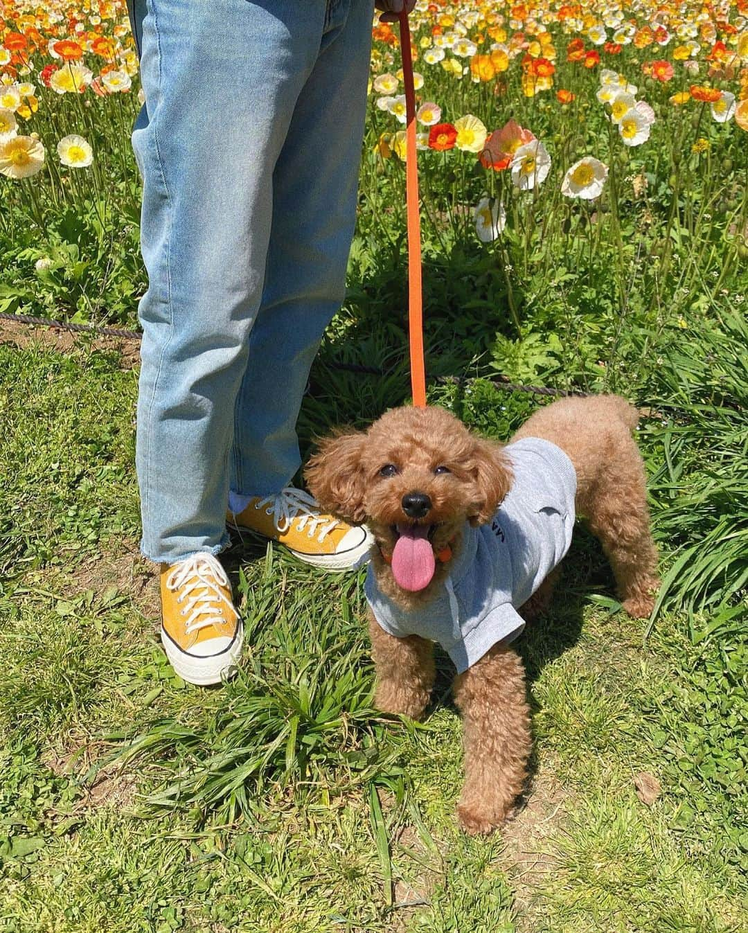 岩渕加恵さんのインスタグラム写真 - (岩渕加恵Instagram)「お さ ん ぽ ぴ 〜 🌼 昨日のお散歩day🐾 ＆お花のポピーとかけてみました😗☝️ （ダジャレでっす💕💕笑）  カラフルなポピーが可愛かった〜🌈🌈🌈  ほんで、ほんで、 ４枚目のポテト丸がまた愛おしいっ😂💭  癒しの週末、、はっぴ〜🐶🌿💖  #夫婦 #お散歩日和 #ポピー #カラフルコーデ」4月11日 21時08分 - kae0113