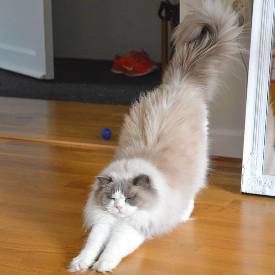 のインスタグラム：「Sunday morning stretch 😴」
