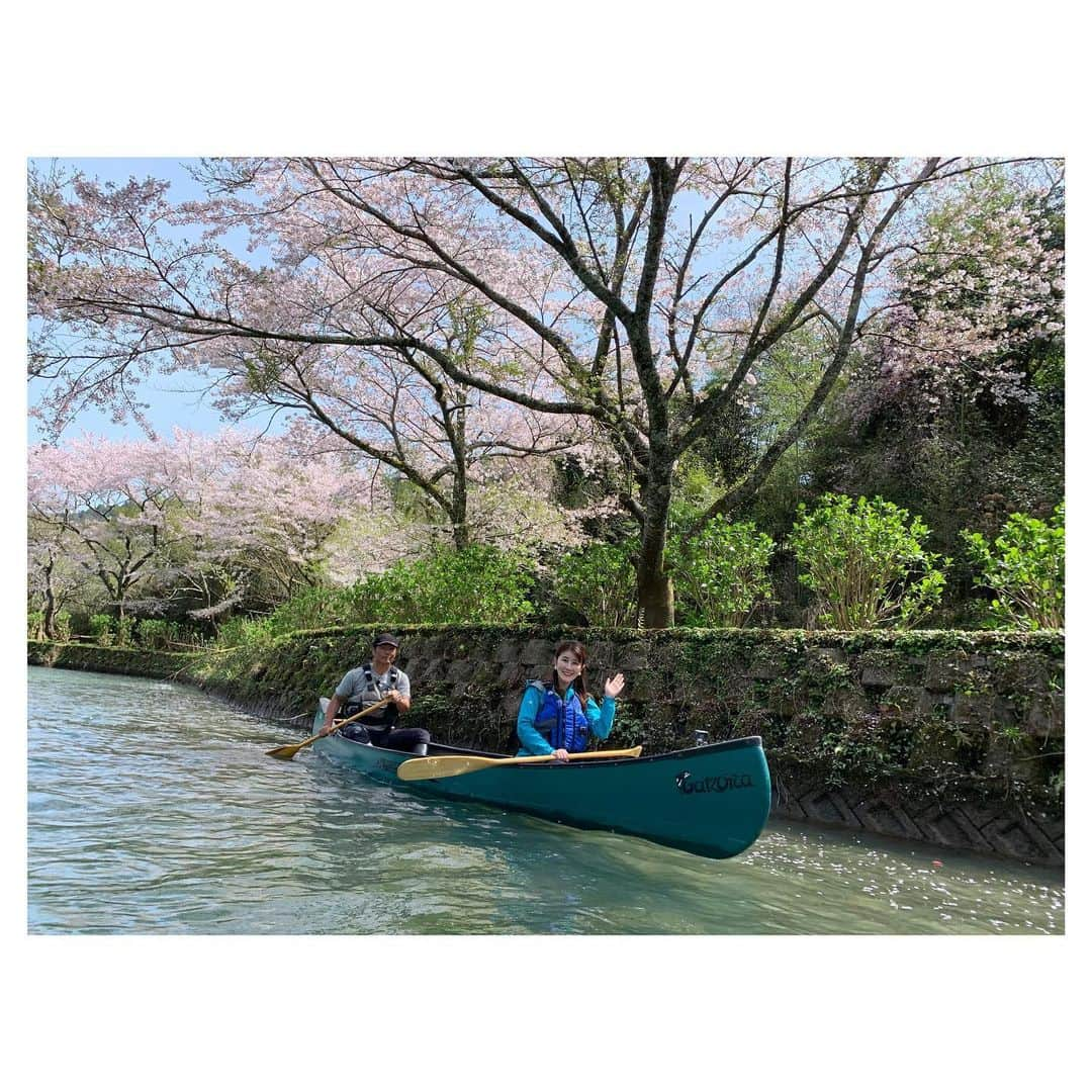 野口七海さんのインスタグラム写真 - (野口七海Instagram)「🌸お花見カヌー🌸  フォーカス徳島のロケで もみじ川温泉近くの川口ダム湖で お花見カヌー🚣‍♂️🌸  桜の満開の時期に 密を避けて楽しめる 新しいお花見の形でした✨  #フォーカス徳島 #桜 #ロケ #お花見カヌー #カナディアンカヌー #アナウンサー #女子アナ #お花見 #川口ダム湖 #もみじ川温泉 #徳島 #那賀町 #日本 #japan #tokushima #sakura #🌸」4月11日 21時20分 - noguchi_nanami