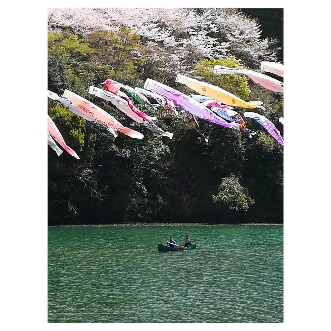 野口七海さんのインスタグラム写真 - (野口七海Instagram)「🌸お花見カヌー🌸  フォーカス徳島のロケで もみじ川温泉近くの川口ダム湖で お花見カヌー🚣‍♂️🌸  桜の満開の時期に 密を避けて楽しめる 新しいお花見の形でした✨  #フォーカス徳島 #桜 #ロケ #お花見カヌー #カナディアンカヌー #アナウンサー #女子アナ #お花見 #川口ダム湖 #もみじ川温泉 #徳島 #那賀町 #日本 #japan #tokushima #sakura #🌸」4月11日 21時20分 - noguchi_nanami