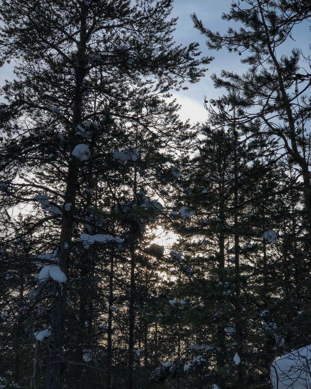 辰巳奈都子さんのインスタグラム写真 - (辰巳奈都子Instagram)「*↟⍋↟ ↟⍋↟*🍷⃞⃛୭ᐝ 𓈒𓏸  #fin#finland#lapland#scandinavia#saariselkä #forest#tree#🌲」4月11日 22時08分 - tatsumi_natsuko