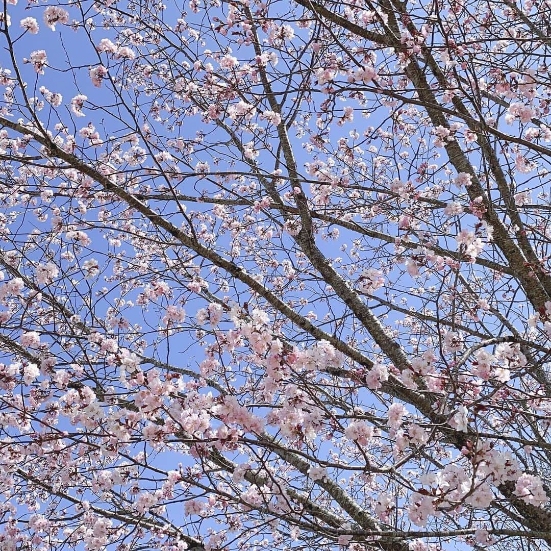 ひまひまチャンネルさんのインスタグラム写真 - (ひまひまチャンネルInstagram)「今日は、山梨県にキャンピングトレーラーで行ってきました🥰  土日に撮影をしなかったのが、1年ぶりかも！というくらい久しぶりで、逆に心配になりました！笑  アロピノも喜んでました😍  桜も見れて大満足でした☀️  また明日から頑張りましょう💪   #ひまひまチャンネル #桜 #アロマ #ピノ」4月11日 22時19分 - himahima_channel