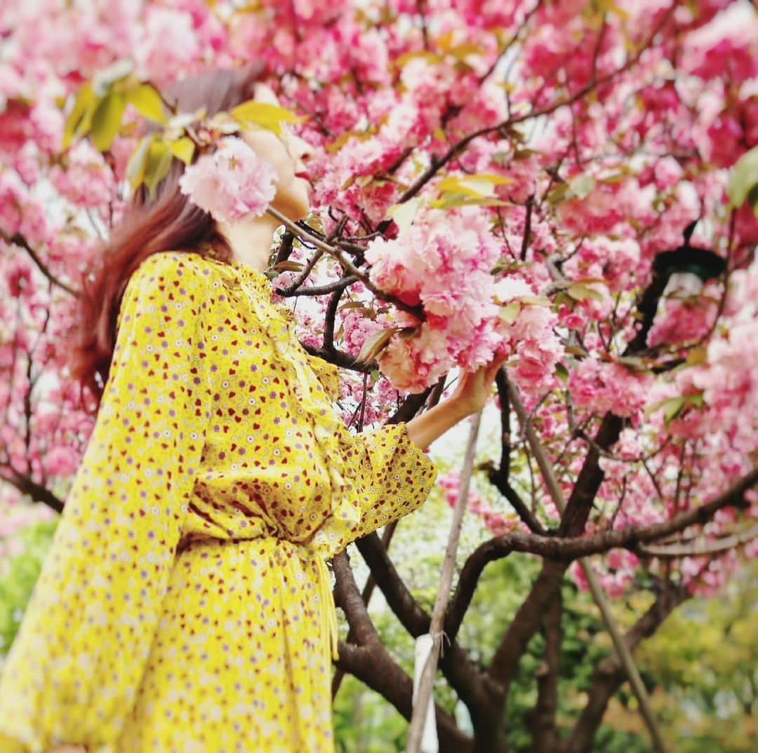 大桃美代子さんのインスタグラム写真 - (大桃美代子Instagram)「八重桜満開の東京でした。  「まるどりっ！」で着た衣装は@love&ワンピース。  スタジオから「黄色いな〜」と素直な感想が聞こえました。  桜の時期に🌸コントラストになりました。  松山英樹さん、マスターズ優勝おめでとうございます。  グリーンジャケットが輝いていました。  日本人初のマスターズ優勝🏆。  週の始まりにパワーの湧くニュースに興奮します。  今週も元気にいってらっしゃい。  #八重桜#アンドドゥ#雅美ちゃん#双子コーデ#まるどりっ！#ux ハッシュタグ ブランド #アンドラブ @andlove.ando #アンドラブクローゼット @andlovecloset」4月12日 9時18分 - miyoko_omomo