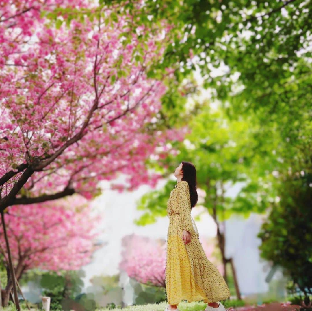 大桃美代子さんのインスタグラム写真 - (大桃美代子Instagram)「八重桜満開の東京でした。  「まるどりっ！」で着た衣装は@love&ワンピース。  スタジオから「黄色いな〜」と素直な感想が聞こえました。  桜の時期に🌸コントラストになりました。  松山英樹さん、マスターズ優勝おめでとうございます。  グリーンジャケットが輝いていました。  日本人初のマスターズ優勝🏆。  週の始まりにパワーの湧くニュースに興奮します。  今週も元気にいってらっしゃい。  #八重桜#アンドドゥ#雅美ちゃん#双子コーデ#まるどりっ！#ux ハッシュタグ ブランド #アンドラブ @andlove.ando #アンドラブクローゼット @andlovecloset」4月12日 9時18分 - miyoko_omomo