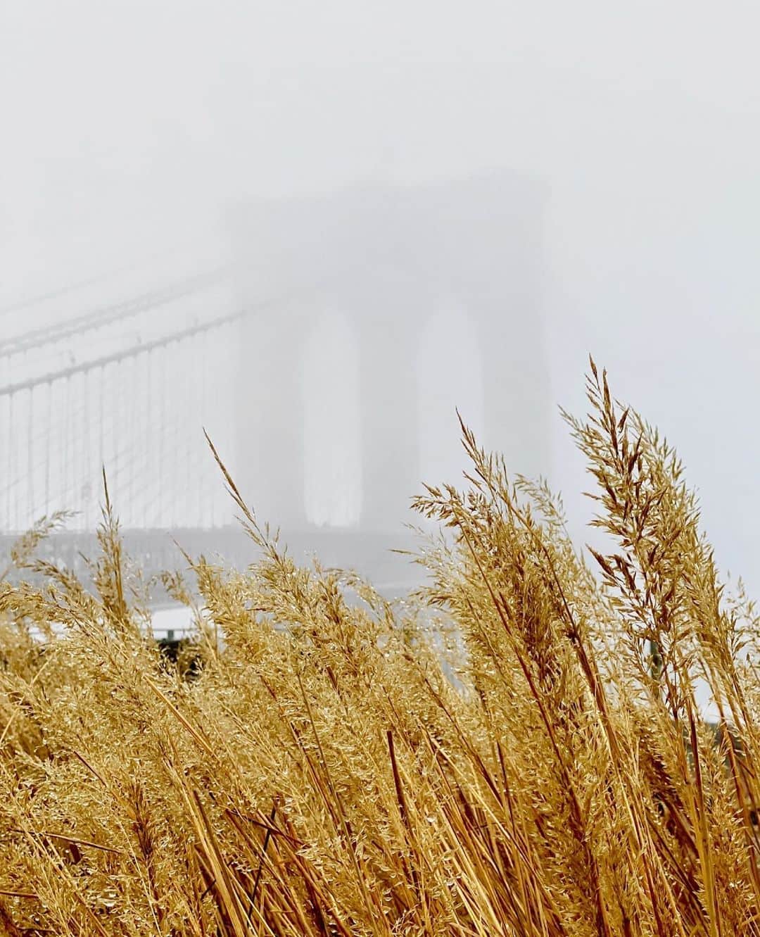 Cubby Grahamのインスタグラム：「I tried to capture the fog, but I mist...  || #shotoniphone」