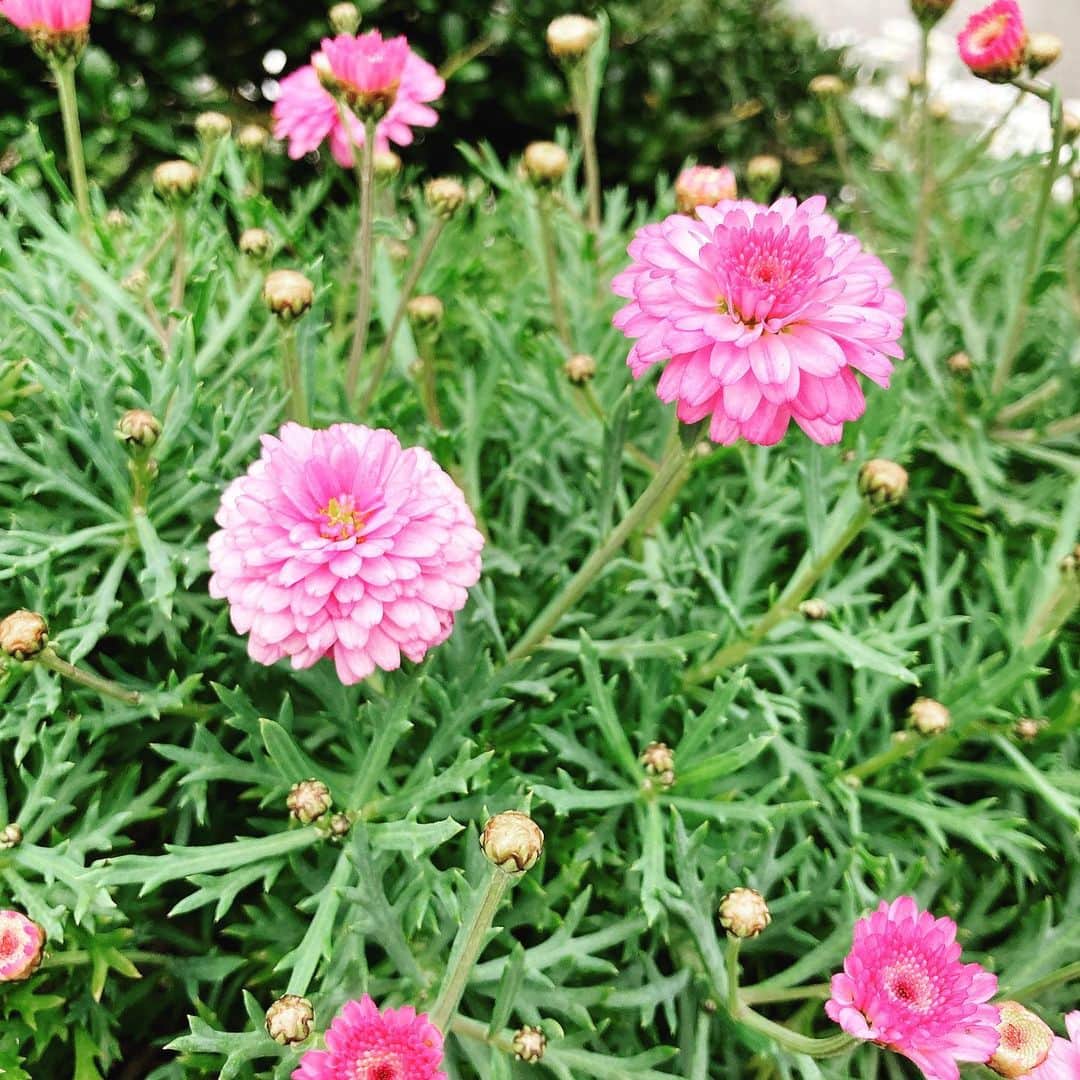 夏目ベールのインスタグラム：「お花」