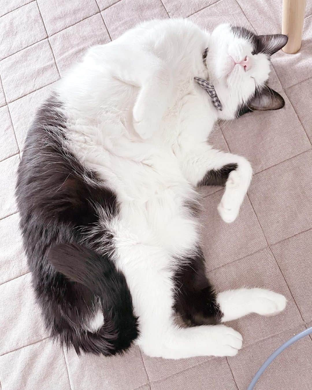 加藤咲希のインスタグラム：「くーちゃん。ฅ( ̳- ·̫ - ̳ฅ) . #かとかめら☺︎ #ねこ #ねこすたぐらむ #ねこのいる生活 #ねこ部 #ネコ #ネコスタグラム #ネコ部 #ネコのいる生活 #猫 #猫のいる暮らし #猫好きさんと繋がりたい #猫好き」