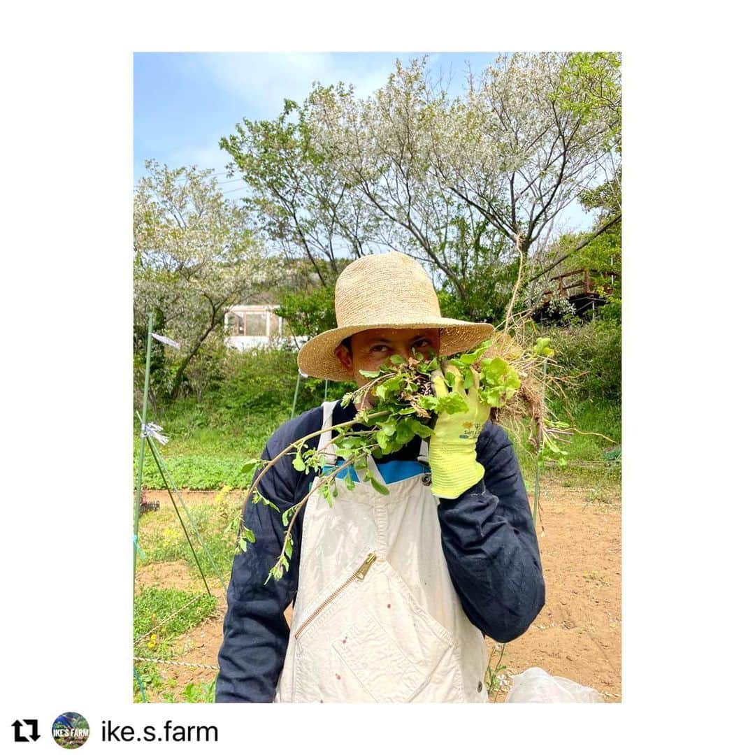 池内博之さんのインスタグラム写真 - (池内博之Instagram)「香り良し🌱🐝  #organic #ルッコラ#vegetables #農ライフ   @ike.s.farm」4月12日 18時54分 - hiroyuki.ikeuchi