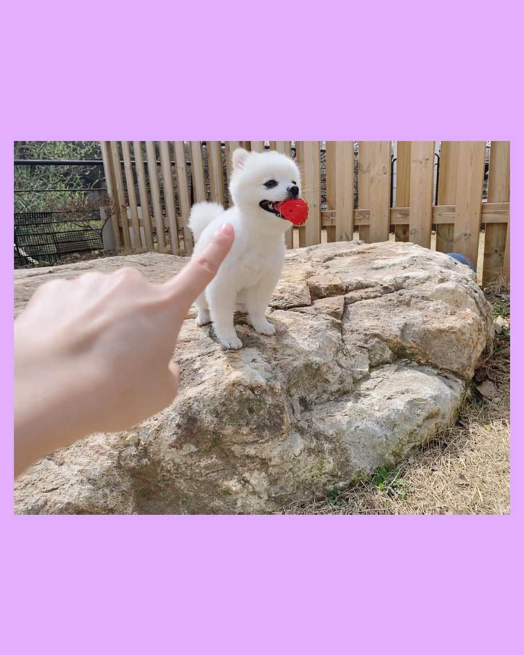 チン・セヨンさんのインスタグラム写真 - (チン・セヨンInstagram)「레오랑🐶」4月12日 10時16分 - jinseyun.go