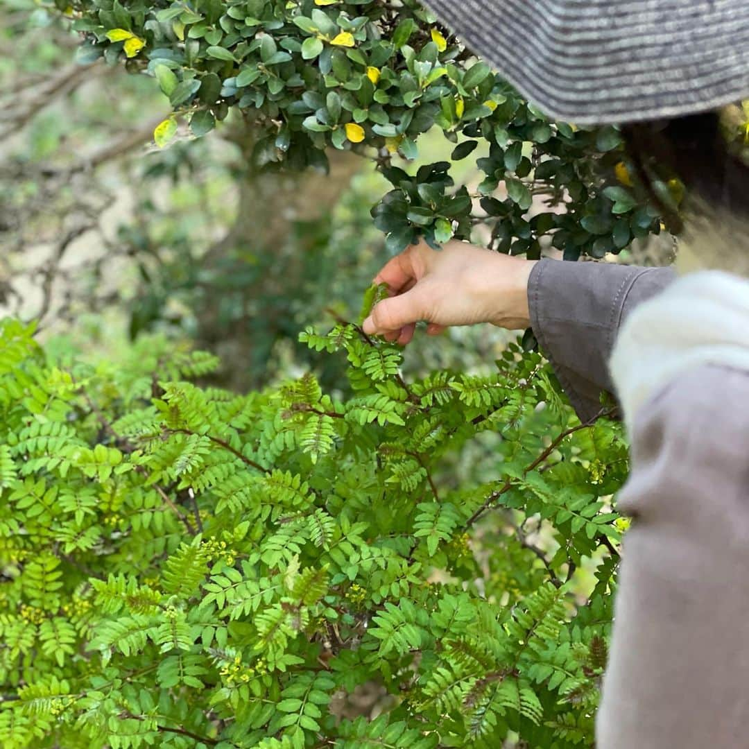 木村多江さんのインスタグラム写真 - (木村多江Instagram)「うふふ。　 たけのこ掘りだー。  きんかんに 山椒の葉 のらぼう菜も収穫。  はい、休憩〜🌸  収穫すると 本当に ありがとう、 って気分になるね。  なんだか 心が豊かになるみたいです😊」4月12日 10時25分 - taekimura_official