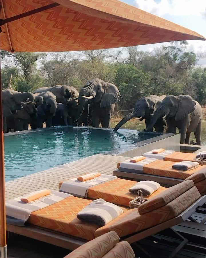 BEAUTIFUL HOTELSのインスタグラム：「Answer the call of the wild! 🐘 Embark on the safari adventure of your dreams with @matt_durell at the &Beyond Phinda Homestead. 🐾   Redefine luxury travel when you stay at one of the expansive villas that showcase local handicrafts, premium textiles, and quirky design touches.  Insider tip: Go beyond the safe walls of your private sanctuary and explore see the great outdoors through the use of your special complimentary Swarovski Optik binoculars. 👀  P.S. These gentle giants are drinking water that is free from chemicals and is perfectly safe to drink. 💧  📽 @matt_durell 📍 @andbeyondphinda, South Africa  🎶 Song of Freedom - African Safari Sound Ensemble」