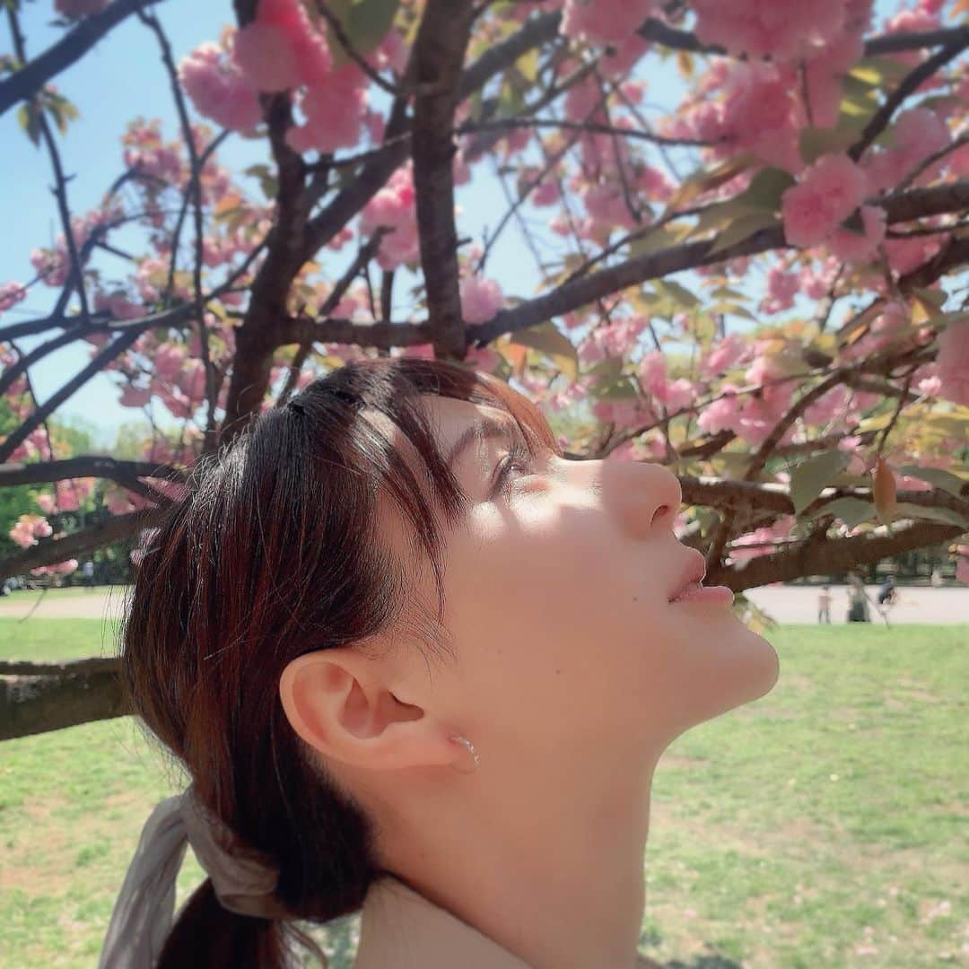 白井ゆかりさんのインスタグラム写真 - (白井ゆかりInstagram)「.. 八重桜が綺麗に咲いていました🌸 今年はいろんな桜を楽しめた気がします😌  #八重桜 #見頃 #青空 #映えてます #下からみると #花束みたい」4月12日 12時27分 - yukari_shirai625
