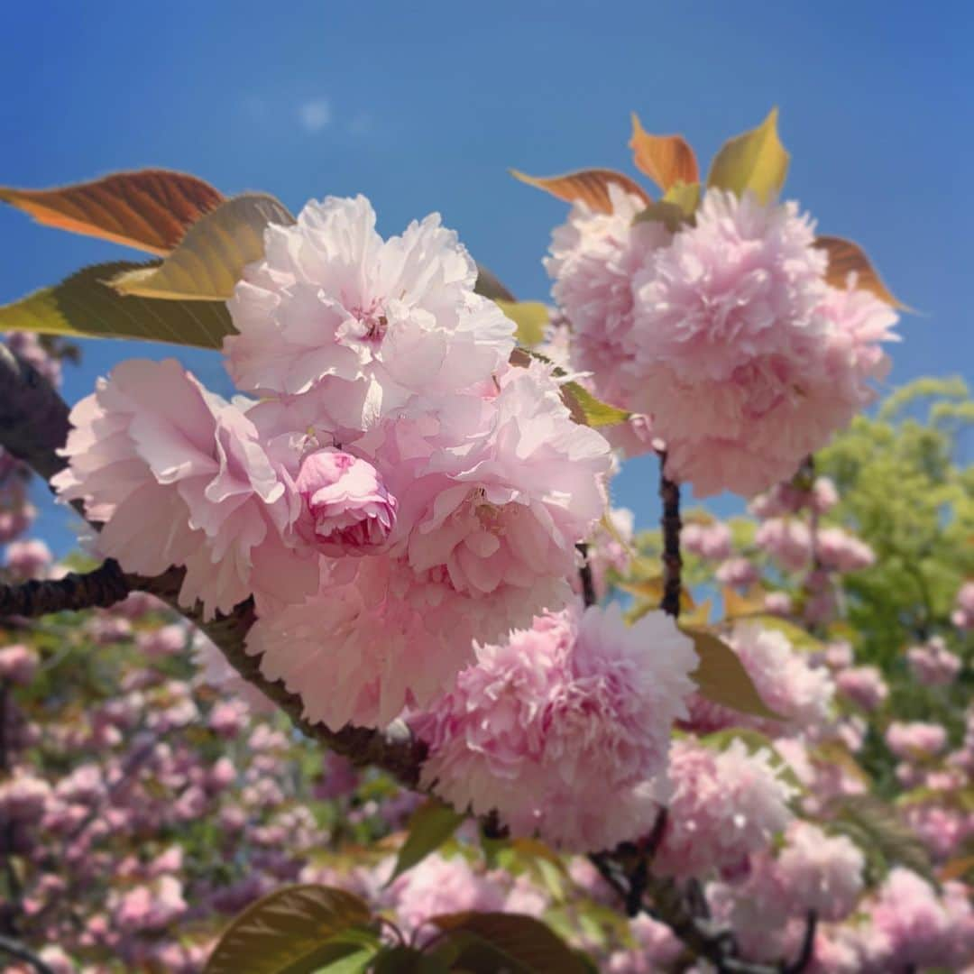 白井ゆかりのインスタグラム：「.. 八重桜が綺麗に咲いていました🌸 今年はいろんな桜を楽しめた気がします😌  #八重桜 #見頃 #青空 #映えてます #下からみると #花束みたい」