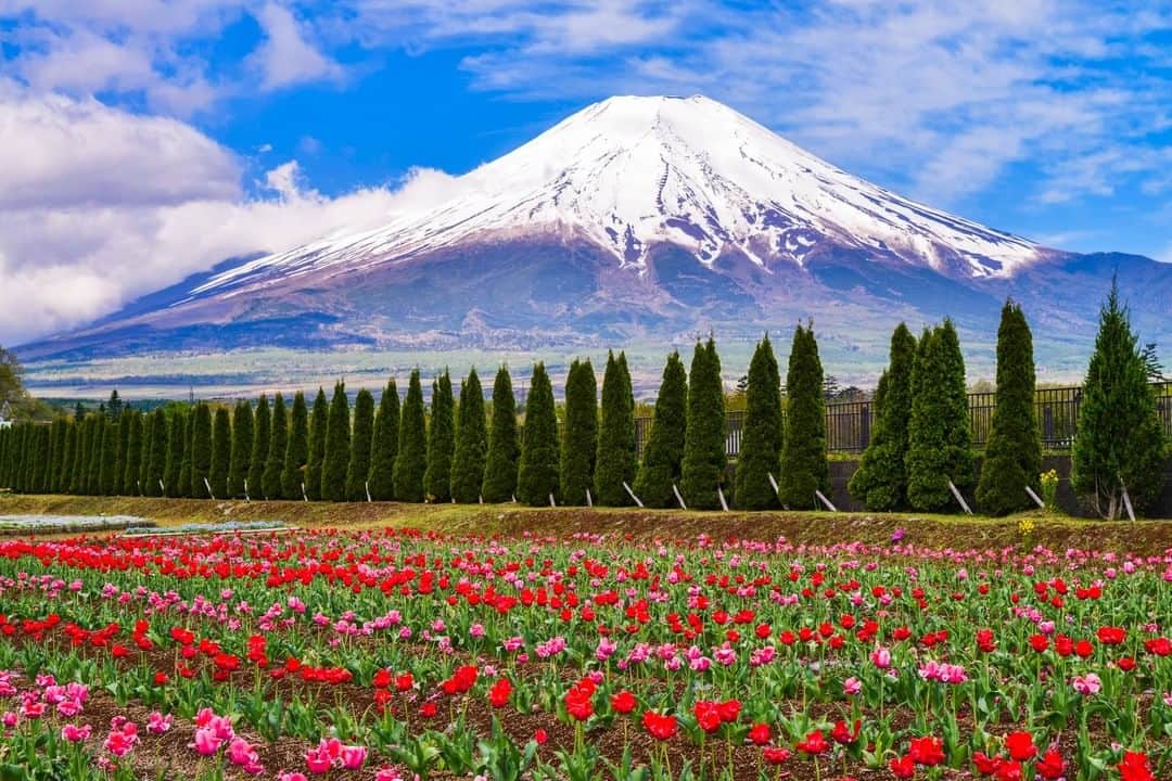 THE GATEのインスタグラム：「. 🌷Lake Yamanakako Hanano Miyako Park🌷  . Lake Yamanakako Hanano Miyako Park locates by Lake Yamanakako, which is one of the Five Fuji Lakes by Mount Fuji.  . The park boasts a spacious area of 300,000㎡, and is split into a free area and a charged area.  . The free area provides a flower garden, where you can enjoy a view Mount Fuji with a field of tulips and cosmos beneath it. The sunflowers that blossom in mid-August are a popular sight as well. . In the charged area are a water park area, a floral greenhouse and more.  . The entire park is equipped with facilities that are fun for the whole family ————————————————————————————— Follow @thegate.japan for daily dose of inspiration from Japan and for your future travel. Tag your own photos from your past memories in Japan with #thegatejp to give us permission to repost ! . Check more information about Japan. →https://thegate12.com/spot/659 →@thegate.japan . #japanlovers #Japan_photogroup #viewing #Visitjapanphilipines #Visitjapantw #Visitjapanus #Visitjapanfr #Sightseeingjapan #Triptojapan #粉我 #Instatravelers #Instatravelphotography #Instatravellife #Instagramjapanphoto #mountfuji #tulips  #lakeyamanakako  #flowers #yamanashi  #Japan #traveljapan #worldheritage #worldheritagesite #🇯🇵 #flowerstagram」